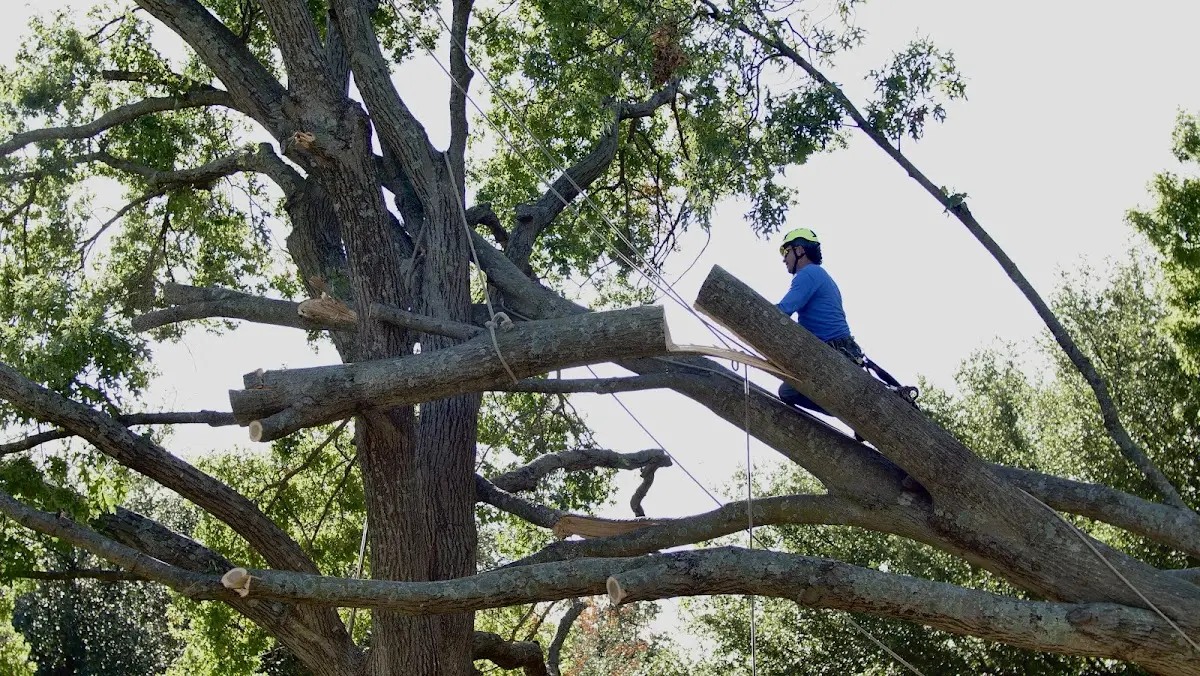 Professional Crown Thinning performed by certified arborists in Spring Mills